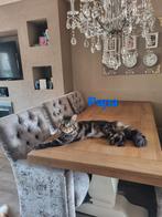 Maincoon kittens xxl, Meerdere dieren