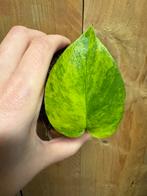 Monstera deliciosa variegata plant starlight flash aurea, Huis en Inrichting, Kamerplanten, Ophalen of Verzenden, Halfschaduw