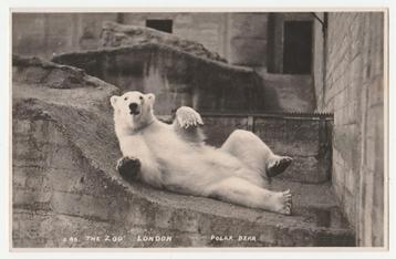 Beren.  Dierentuinen.  IJbeer.  London Zoo.  Dieren. beschikbaar voor biedingen