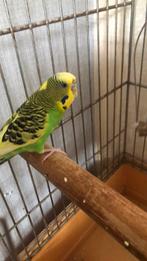 Grasparkiet met kooi en eten, Dieren en Toebehoren, Vogels | Parkieten en Papegaaien, Mannelijk, Parkiet