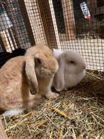 Deze lieve konge hongoor rammen zoeken nieuw huisje/baasje., Dieren en Toebehoren, Mannelijk, Middelgroot, Hangoor, 0 tot 2 jaar