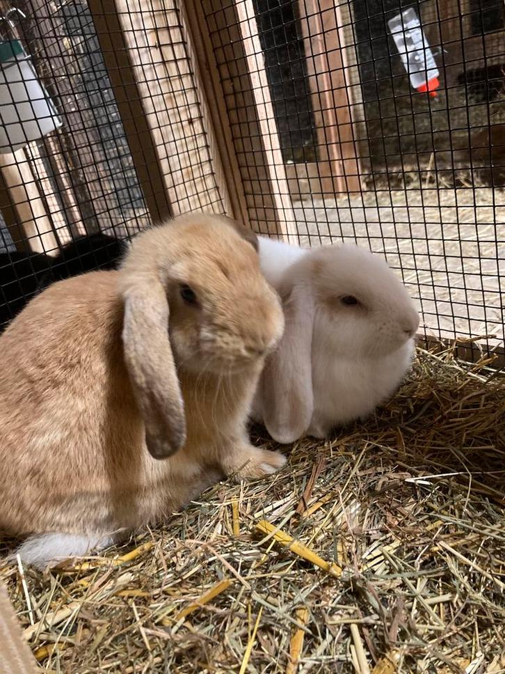 Deze lieve konge hongoor rammen zoeken nieuw huisje/baasje., Dieren en Toebehoren, Konijnen, Middelgroot, Mannelijk, 0 tot 2 jaar