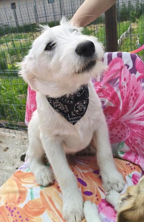 Pupje klaar voor vertrek naar Nederland, Dieren en Toebehoren, Honden | Niet-rashonden, Middel, Reu, Particulier, Eén hond, Buitenland