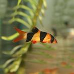 Clown Botia - Botia Macracantha - Mooie aquarium bodemvis, Vis, Zoetwatervis, Schoolvis