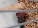 Rood mus, Dieren en Toebehoren, Vogels | Overige Vogels, Mannelijk