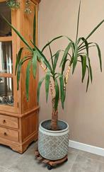 Yucca | Palmlelie | kamerplant inclusief pot, Ophalen, Yucca, 100 tot 150 cm