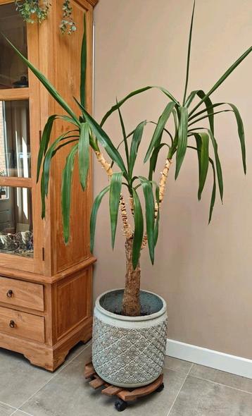 Yucca | Palmlelie | kamerplant inclusief pot beschikbaar voor biedingen