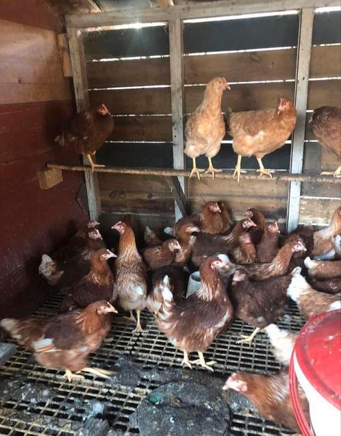 Isabrown jonge bruine leghennen 20 week, Dieren en Toebehoren, Pluimvee, Kip, Vrouwelijk