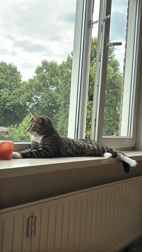 Kiwi zoekt nieuw thuis!, Dieren en Toebehoren, Katten en Kittens | Overige Katten, Poes