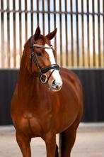 Te koop spring/eventing pony, Dieren en Toebehoren, Pony's, Merrie