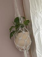 Kamerplant met Macramé Hanger, Ophalen, Overige soorten, Halfschaduw, In pot