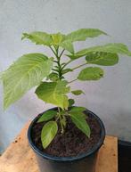 Te koop roze Brugmansia, Ophalen, Overige soorten