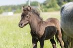 nmprs hengstveulentjes, Dieren en Toebehoren, Pony's, Hengst, A pony (tot 1.17m), Gechipt, 0 tot 2 jaar