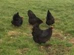 ZWARTE Kippen., Dieren en Toebehoren, Pluimvee, Vrouwelijk, Kip
