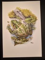 Paradoxale Kikker, Verzenden, 1980 tot heden, Zo goed als nieuw, Dier