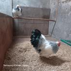 Wyandotte broedeieren, Geslacht onbekend, Kip