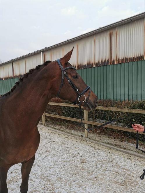 Drachtige elite dressuur kwpn merrie Bordeaux x Jazz, Dieren en Toebehoren, Paarden, Merrie, Niet van toepassing, 170 tot 175 cm