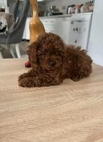 Prachtige donkerrode toypoedel meisjes, Poedel, 8 tot 15 weken, Teef, Parvo