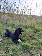 toypoedel dekreutje, Reu, Eén hond, 3 tot 5 jaar, Nederland