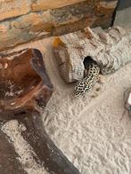Twee Gekko’s inclusief twee ingerichte terrariums, Dieren en Toebehoren, Hagedis