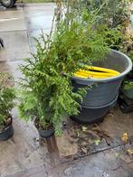 Coniferen thuja hoog 90/100 mooi fris voor KERSTSTUKKEN, Tuin en Terras, Ophalen, Bloeit niet, Vaste plant, Halfschaduw