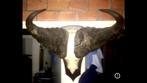 Kaapse buffel / Afrikaanse Kaffer buffel, Wild dier, Ophalen, Schedel
