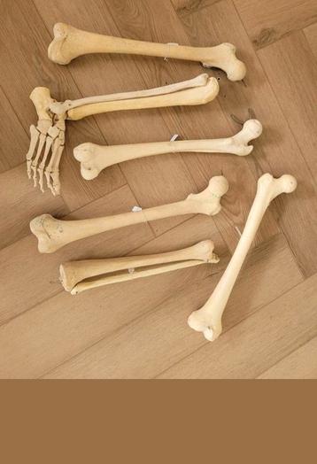 Anatomie Beenderen / Botten Mens Skelet Anatomisch beschikbaar voor biedingen