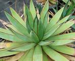 Agave Blue Glow, Volle zon, Vaste plant, Bloeit niet, Ophalen