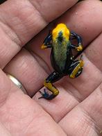 Dendrobates tinctorius Tumucumaque, Amfibie, 0 tot 2 jaar