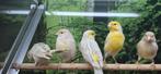 Kanaries cinnamon en geel mozaïek., Dieren en Toebehoren, Vogels | Kanaries, Meerdere dieren, Kleurkanarie