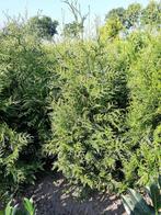 Haag conifeer Thuja plicata Martin en excelsa 200cm+, Ophalen, Conifeer, Haag, 100 tot 250 cm