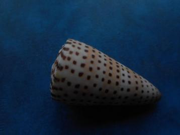 Schelpen: Conus litteratus L. f++ 70mm beschikbaar voor biedingen