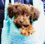 Schattige hypoallergene mini pups, Dieren en Toebehoren, Honden | Chihuahua's en Gezelschapshonden, België, Fokker | Hobbymatig