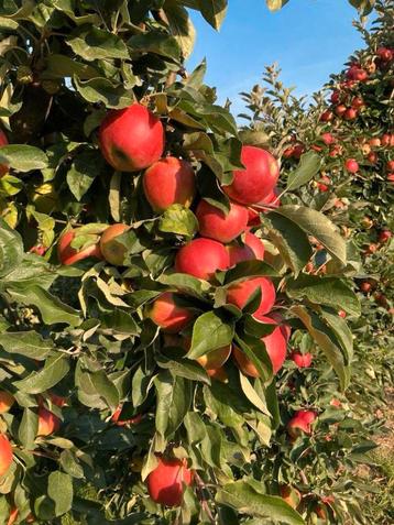 APPELBOMEN beschikbaar voor biedingen