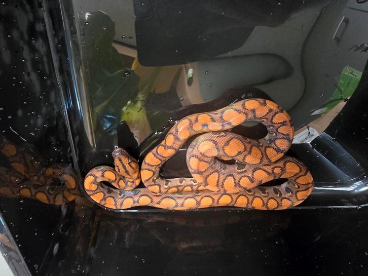 Epicrates cenchria cenchria rood en caramel, Dieren en Toebehoren, Reptielen en Amfibieën, Hagedis, 0 tot 2 jaar