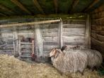 4 vachten drentse heideschaap, Dieren en Toebehoren, Schapen, Geiten en Varkens, Geit