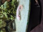 Axolotl, Dieren en Toebehoren, 0 tot 2 jaar