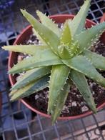 aloë vera variegata, Ophalen of Verzenden, Zomer, Volle zon