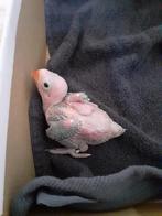 Gezocht babyhalsband parkiet voor handopfok, Dieren en Toebehoren, Vogels | Parkieten en Papegaaien, Meerdere dieren, Parkiet