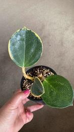 Hoya Pachyclada variegata, Ophalen of Verzenden, Overige soorten, Minder dan 100 cm