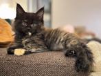 Prachtige Maine Coon mix kittens verwacht– €500, Dieren en Toebehoren, Katten en Kittens | Raskatten | Langhaar, Poes, 0 tot 2 jaar