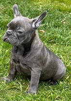 Unieke blauw-lilac Franse buldogg pups Frenchie, CDV (hondenziekte), Particulier, Meerdere, Bulldog