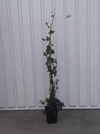 Kleinbladigeren klimop ( Hedera helix), Ophalen, Bloeit niet, Vaste plant, Klimplanten