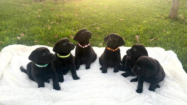 Friese stabij x Labrador pups ❤️, Dieren en Toebehoren, Honden | Retrievers, Spaniëls en Waterhonden, Meerdere dieren, Overige rassen