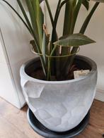 6x Handige plantensteunen / plantenstokken / plantenrekken, Tuin, Minder dan 30 cm, Minder dan 60 cm, Nieuw