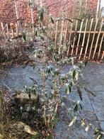 Vlinderstruiken gratis af te halen, Tuin en Terras, Ophalen, Vlinderstruik, Minder dan 100 cm