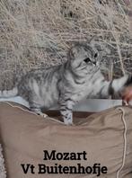 Dekkater 😻 tabby (whiskas) stamboom