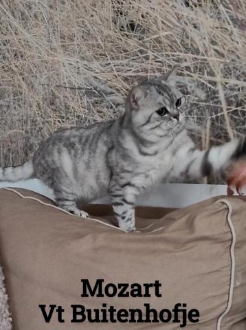 Dekkater 😻 tabby (whiskas) stamboom  beschikbaar voor biedingen