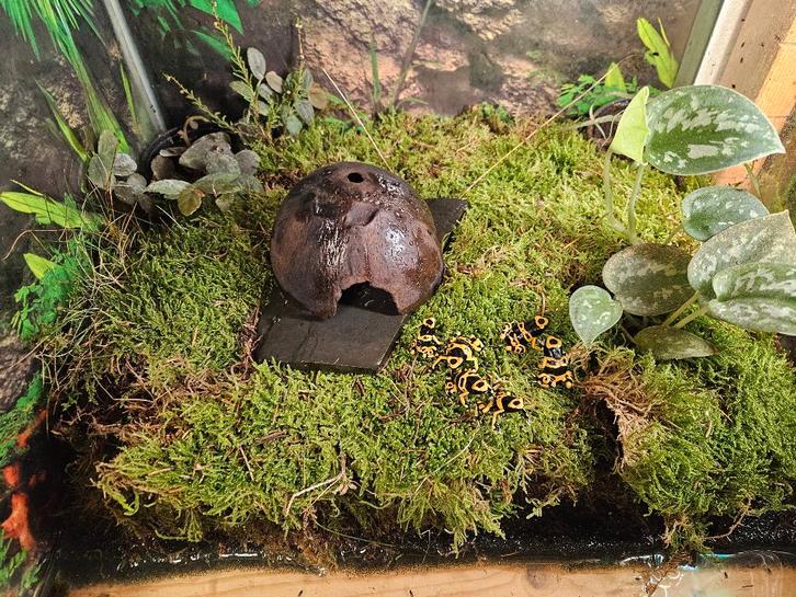Dendrobates leucomelas Bijengifkikker, Dieren en Toebehoren, Reptielen en Amfibieën, Amfibie, 0 tot 2 jaar
