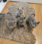 Blauwe Rus kittens, Dieren en Toebehoren, Katten en Kittens | Raskatten | Korthaar, Meerdere dieren, 0 tot 2 jaar